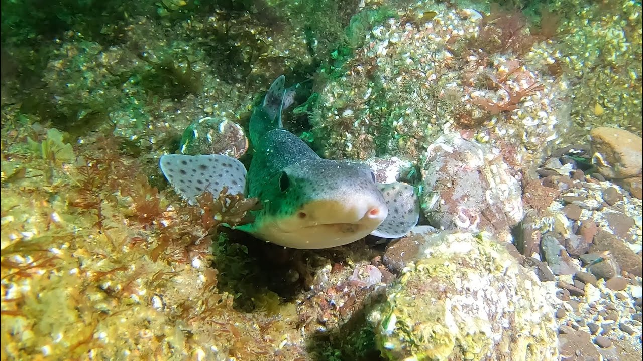 Scuba Diving Eyemouth Day 1 June 2025