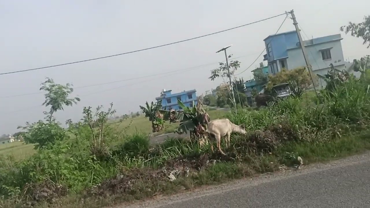 आज मेरी बकरी चराने