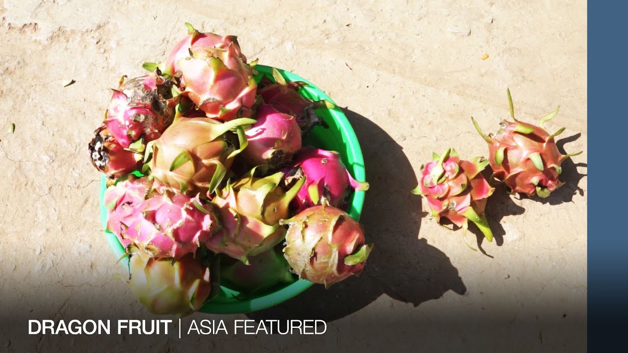 AF Nepal dragon fruit Rajneesh