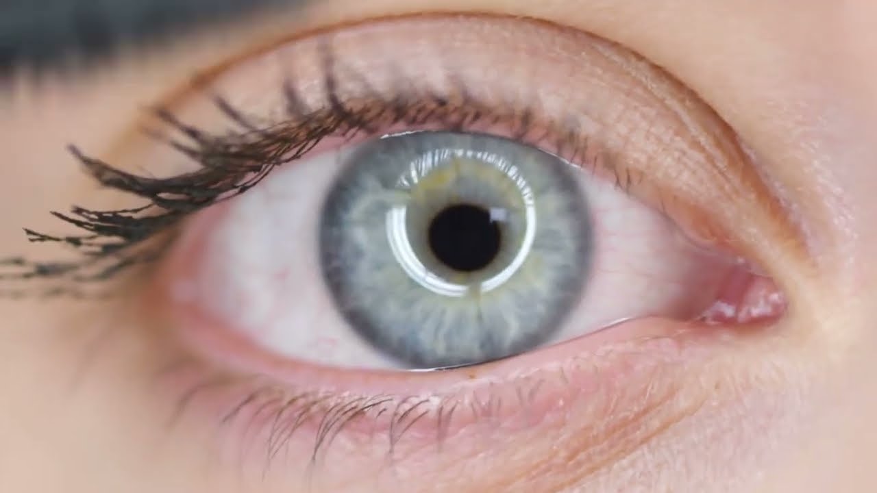 The Marvels of Sensory Organs: Exploring the Wonders of Sight, Sound, Smell, and Touch