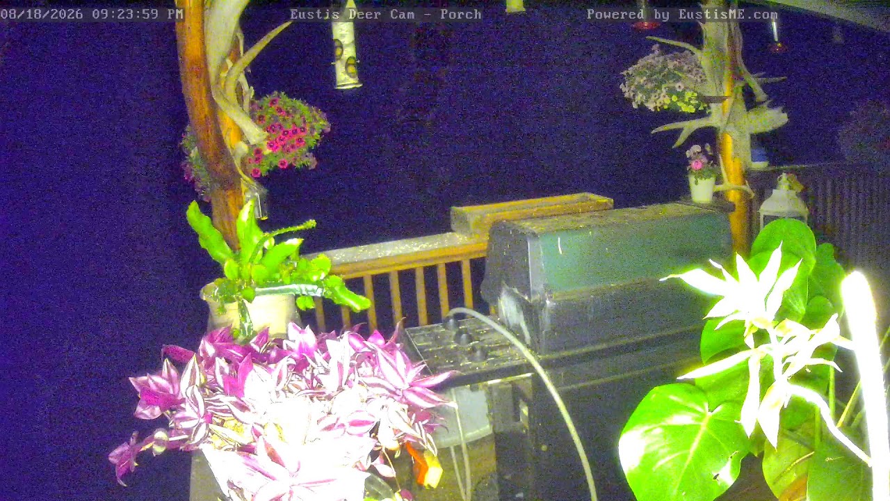 Eustis Deer Cam - Porch View
