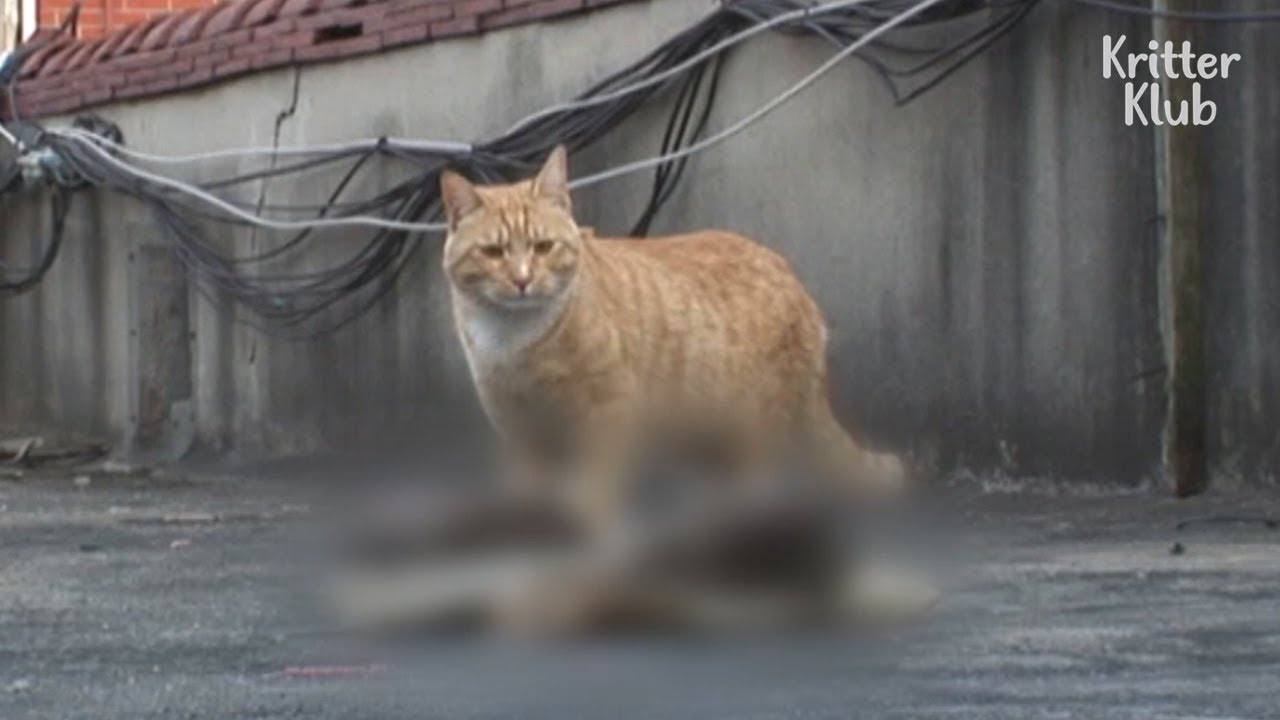 Кот-отец не может оставить мертвых котят (часть 2) | Криттер Клуб