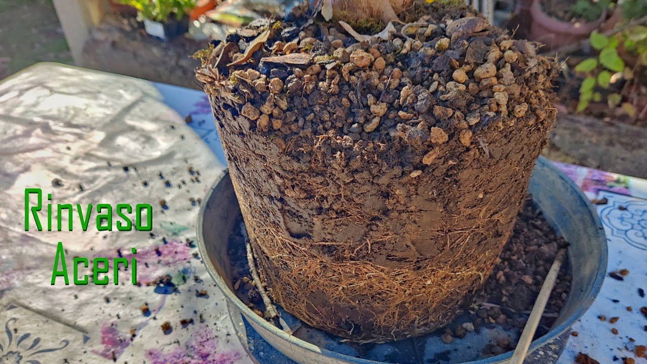 Rinvaso Acero Arakawa e Acero Buergerianum - Prebonsai