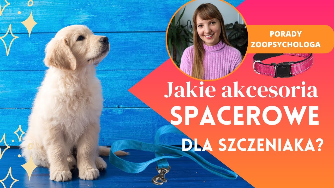 Jak wybrać akcesoria spacerowe dla szczeniaka?