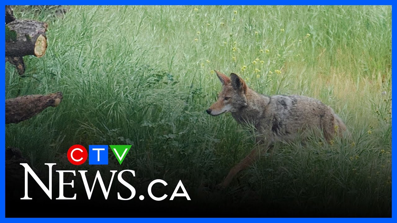 King township issues warning after coyote attacks boy