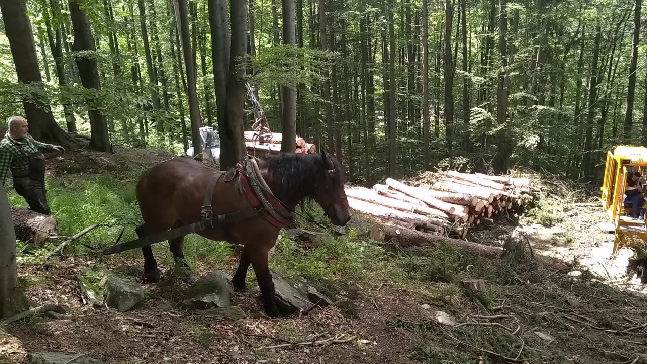 Cheval de trait avec c&acirc;ble-m&acirc;t KOLLER K307GH