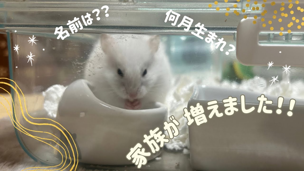 赤ちゃんハムスターをお迎えしました〜前編〜