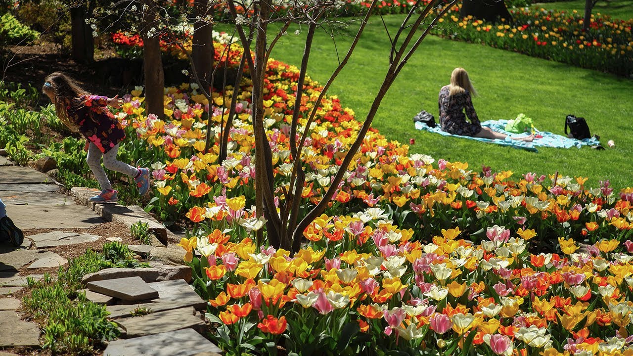 Spring Bulb Varieties in Bloom