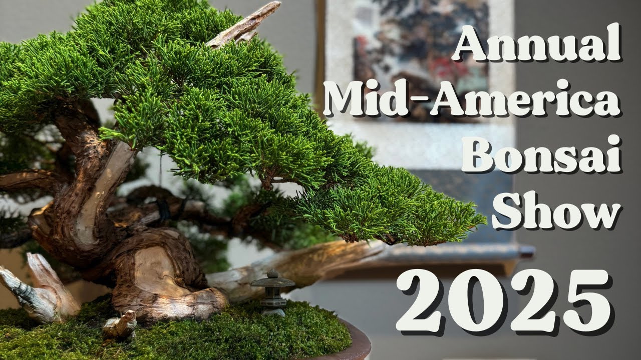 Walk With Me Through The 2025 Chicago Bonsai Show