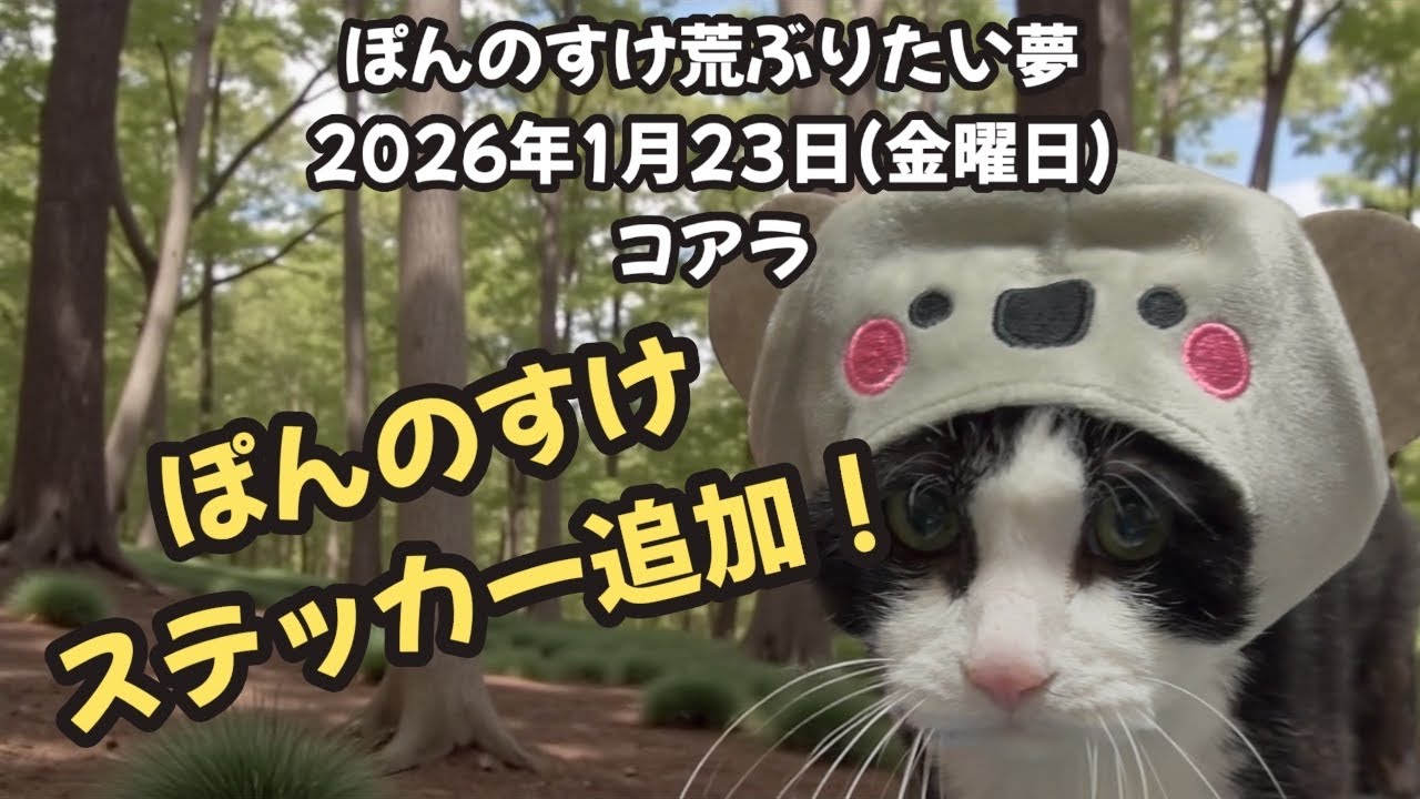今日のぽんのすけ荒ぶりたい夢 2026年1月23日(金曜日) コアラ #cat #ねこ #保護猫 