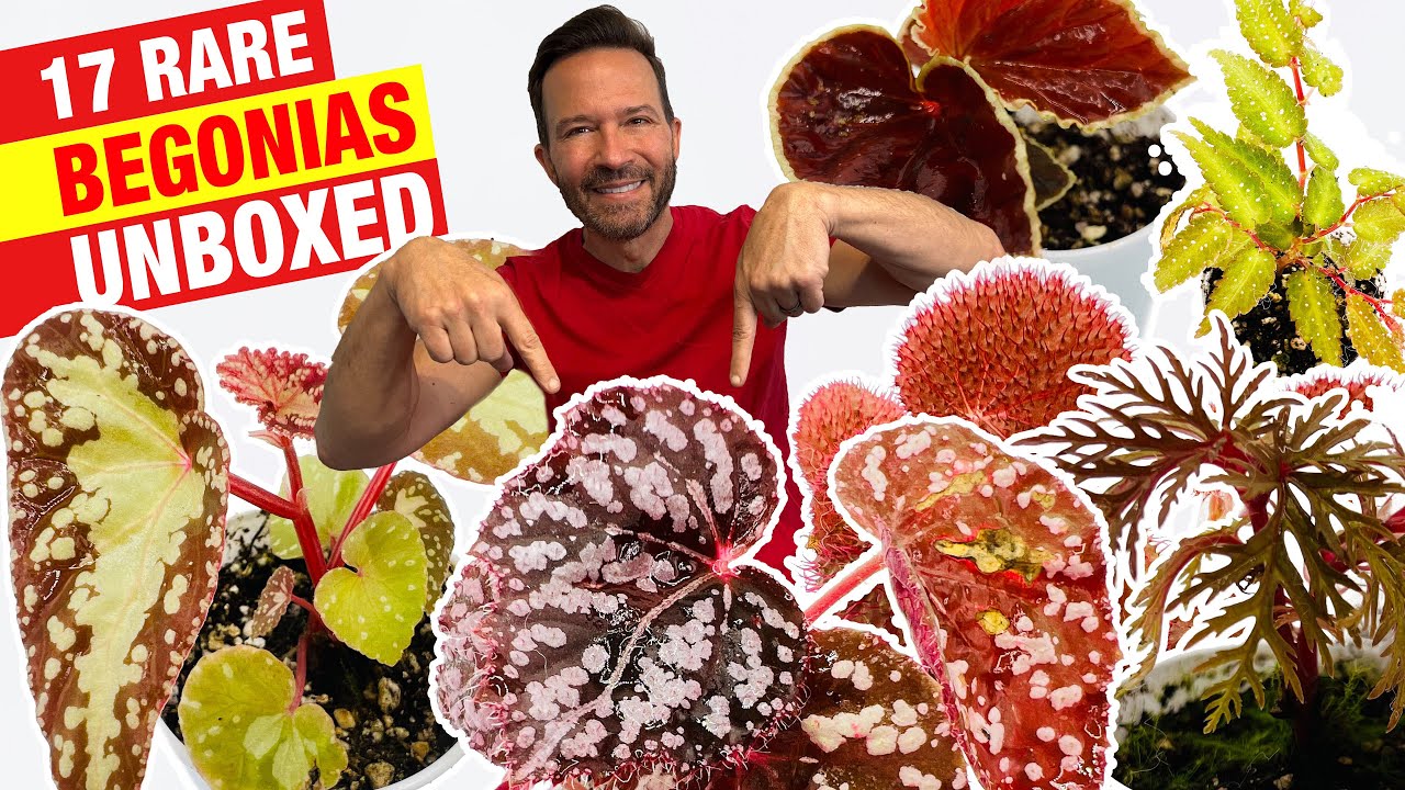 Unboxing 17 rare, unique and stunning Begonias for a greenhouse or terrarium. You won't regret it!