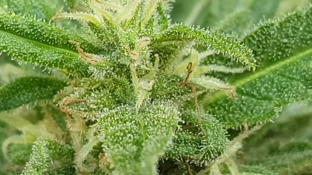 Bombseeds.nl  - Big Bomb Auto week 5 Flower (week 11)