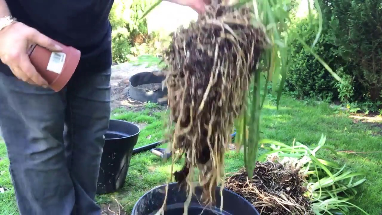 Agapanthus - Skærmliljer. Hvordan jeg deler dem og plejer dem, efter vinteren.