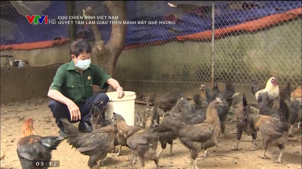 Làm giàu trên mảnh đất quê hương nhờ nuôi gà H'Mông