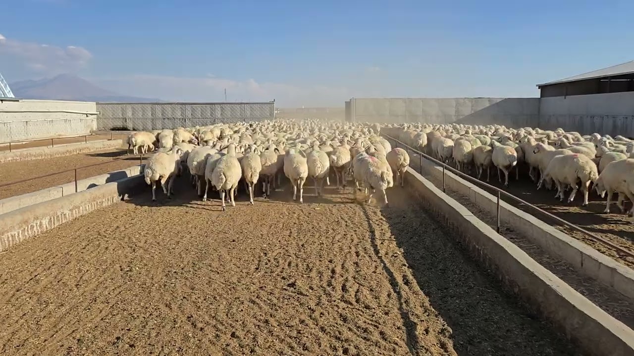We fed the sheep,daily farm life 3