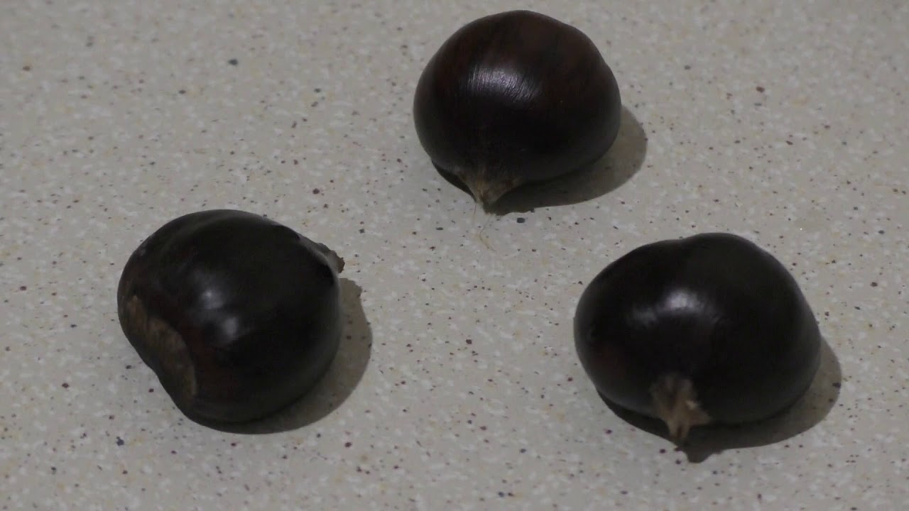 Каштаны съедобные: городчатый, мягчайший и зубчатый / Castanea: crenata, mollissima, dentata