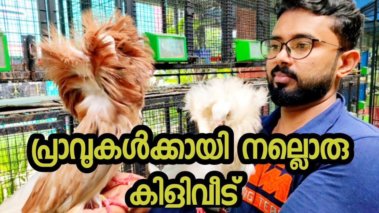 പറവ,ഫാൻസി പ്രാവുകളുടെ വമ്പൻ കളക്ഷനുമായി യൂസഫ് മാനു,ഒരു അടിപൊളി pigeon loft ഉം കാണാം