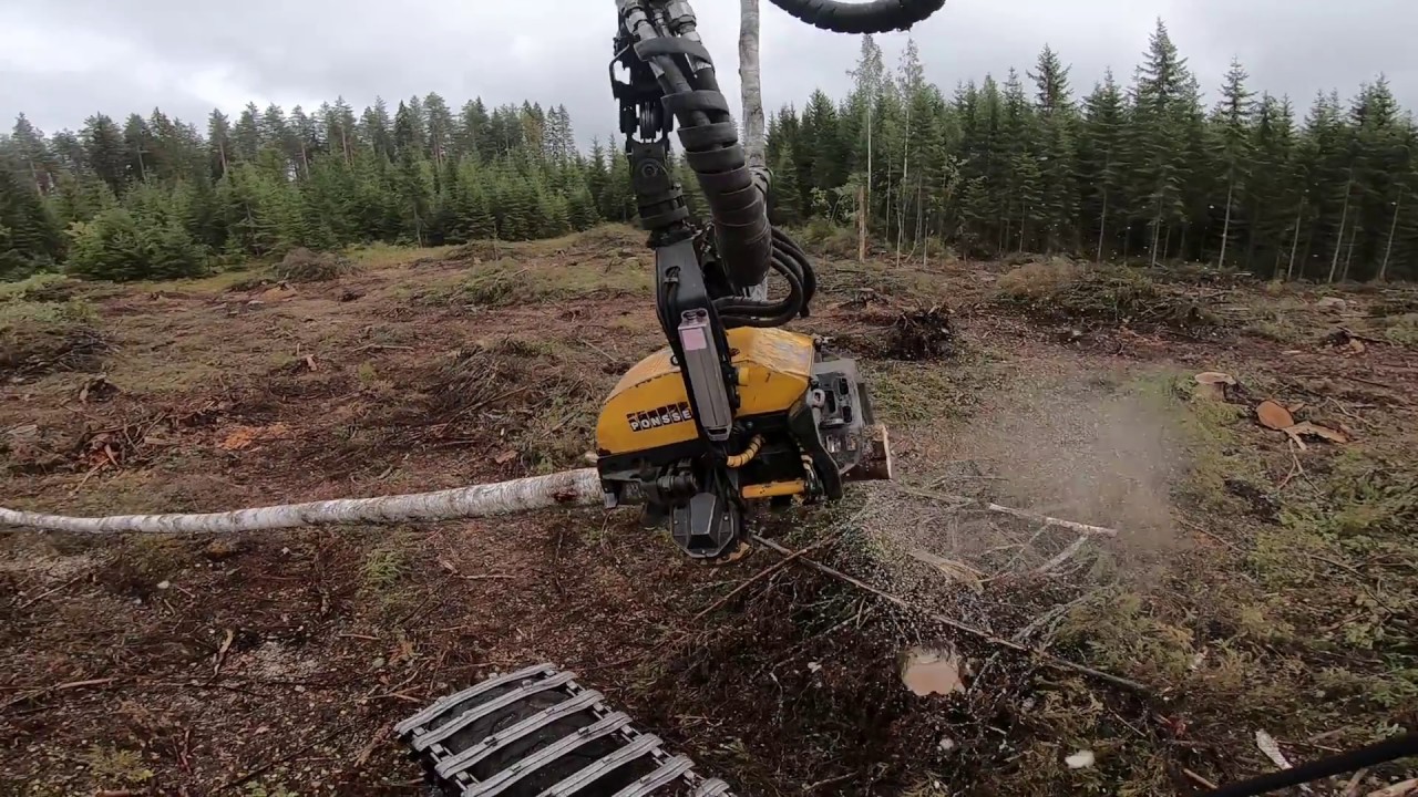 Koivujen teko kierroksella. Ponsse Scorpion King H7.
