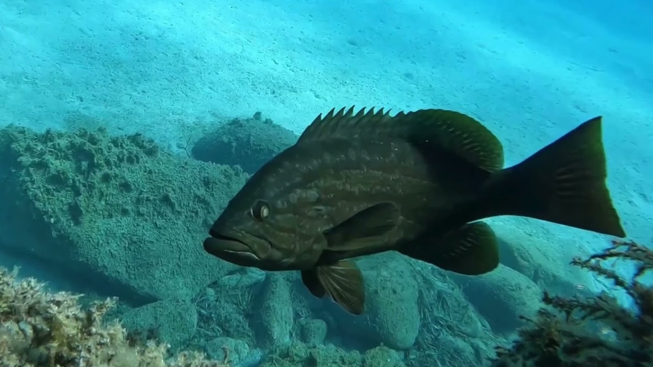 Sardegna, la regione selvaggia, quattro tuffi in apnea a Villasimius