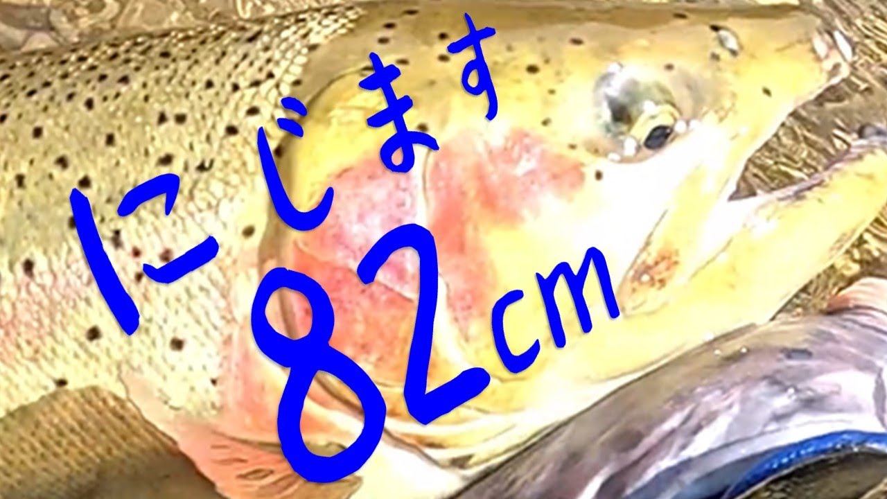 【ニジマス 82cm 天然7匹 男の連発】Rainbow Trout or Steelhead? 【群れ群れ群れ】#フライフィッシング #スチールヘッド #渓流釣り