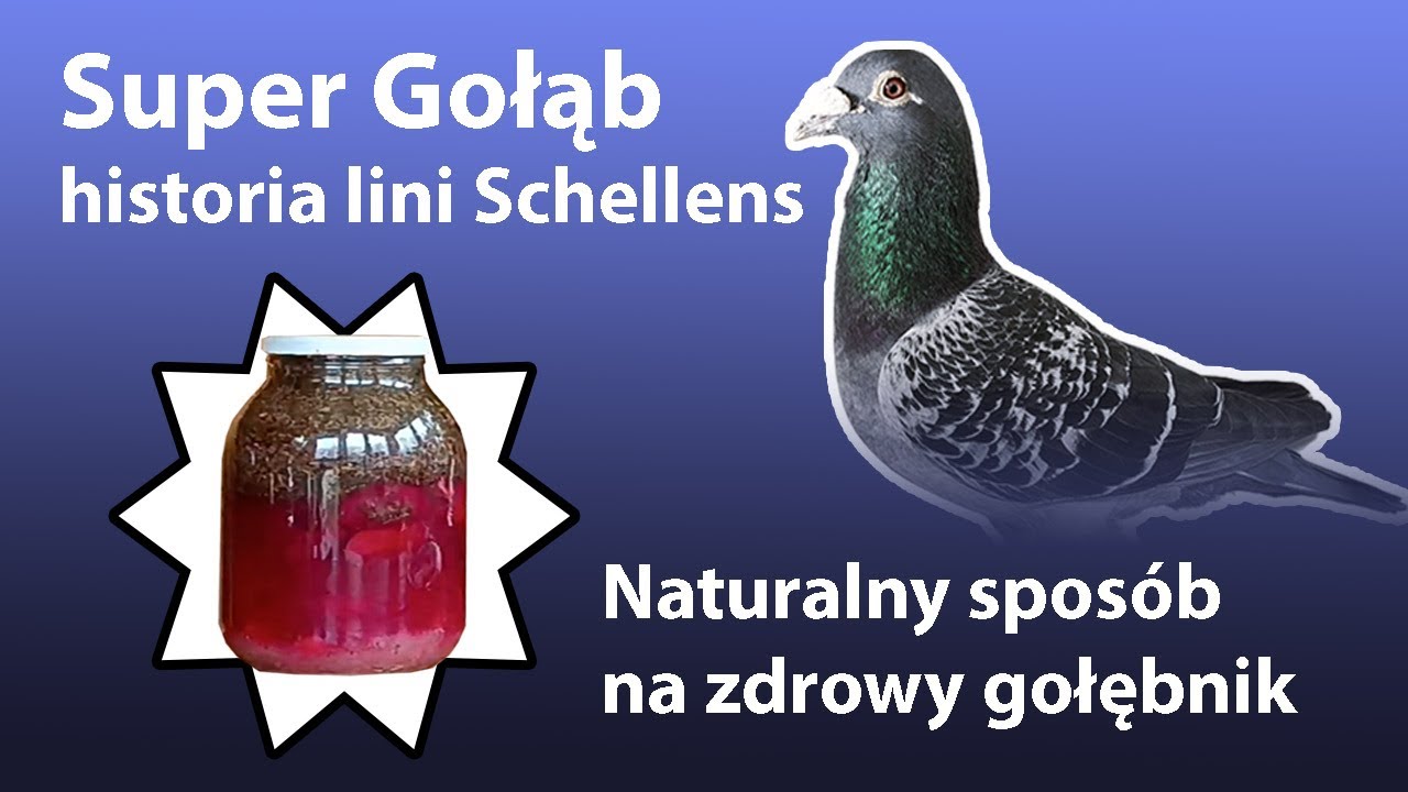 Jak w naturalny sposób utrzymać zdrowie gołębi. Czy gołąb może mieć traumę? Historia lini Schellens.