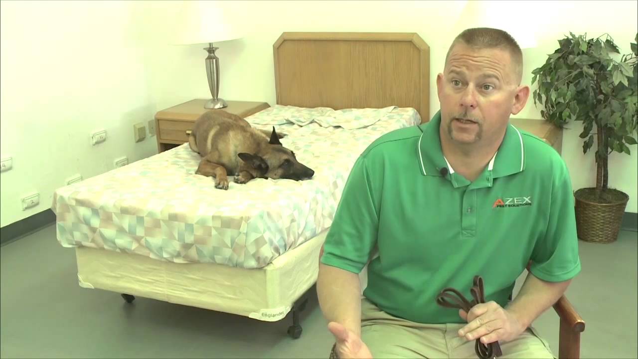 Dogs Trained to Find Bed Bugs in Prescott
