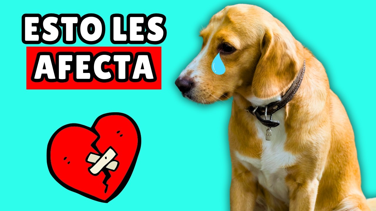 15 cosas que DAÑAN EMOCIONALMENTE a tu perro 💔🐶
