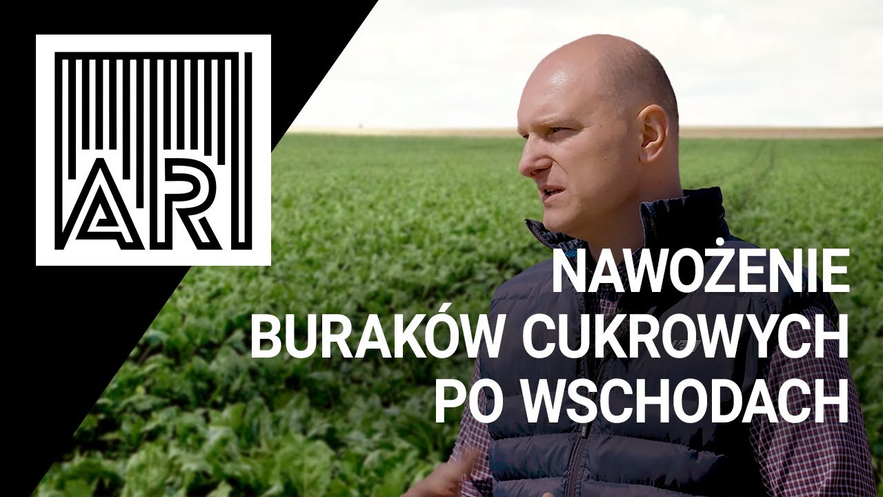 Nawożenie buraków cukrowych po wschodach. Co warto wiedzieć? || AR #149