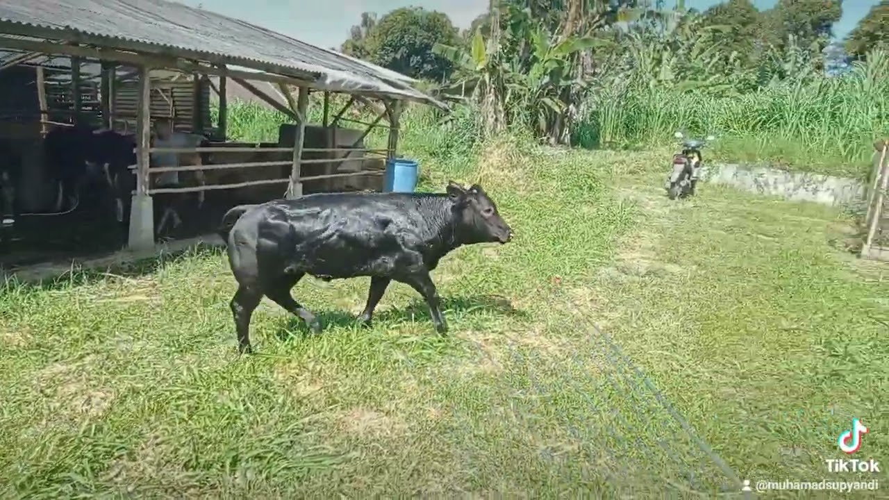 sapi Belgian blue SATRIA MUDA FARM