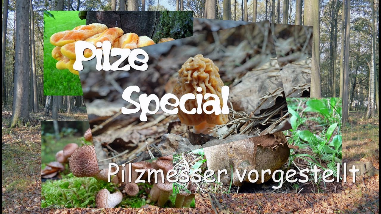Pilzmesser vorgestellt - Das Werkzeug zum Pilze suchen