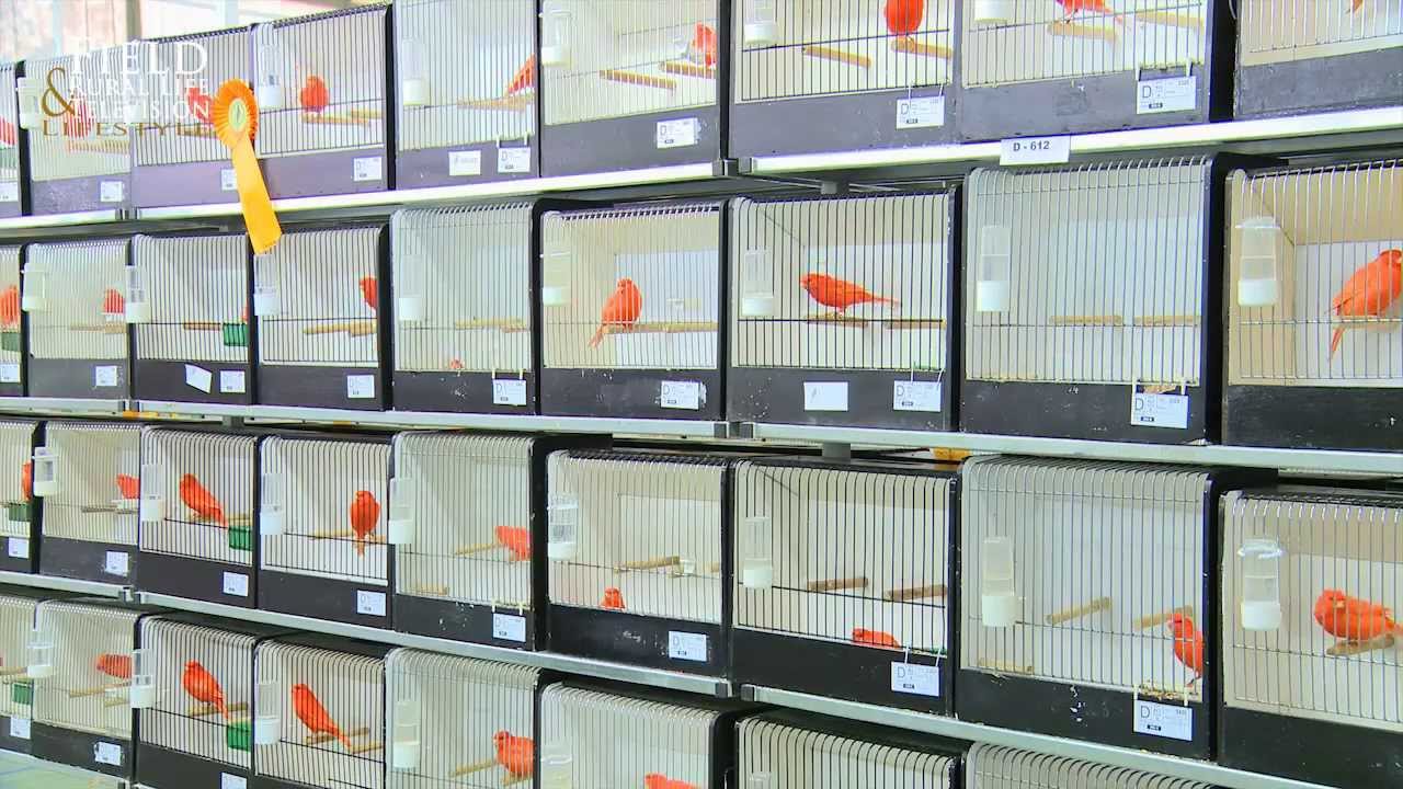 Gouden Ring Cage Bird Show 2013