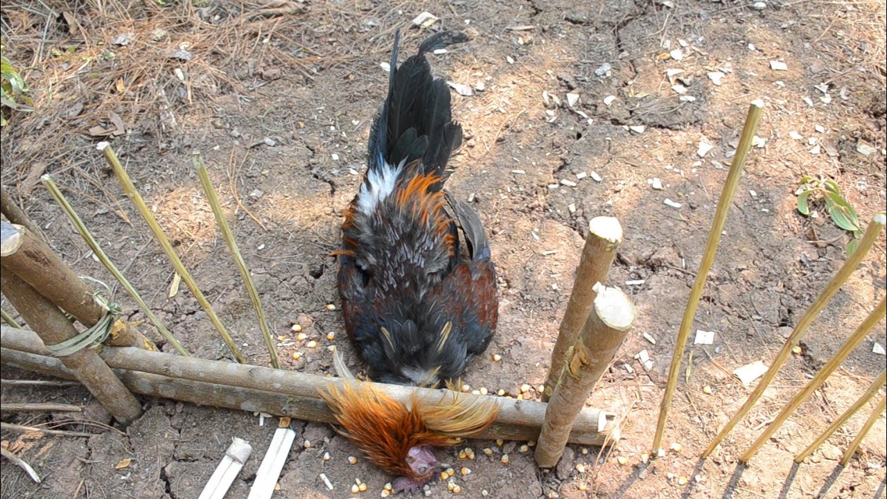 Create a Primitive Wild Chicken Trap Working In Jungle
