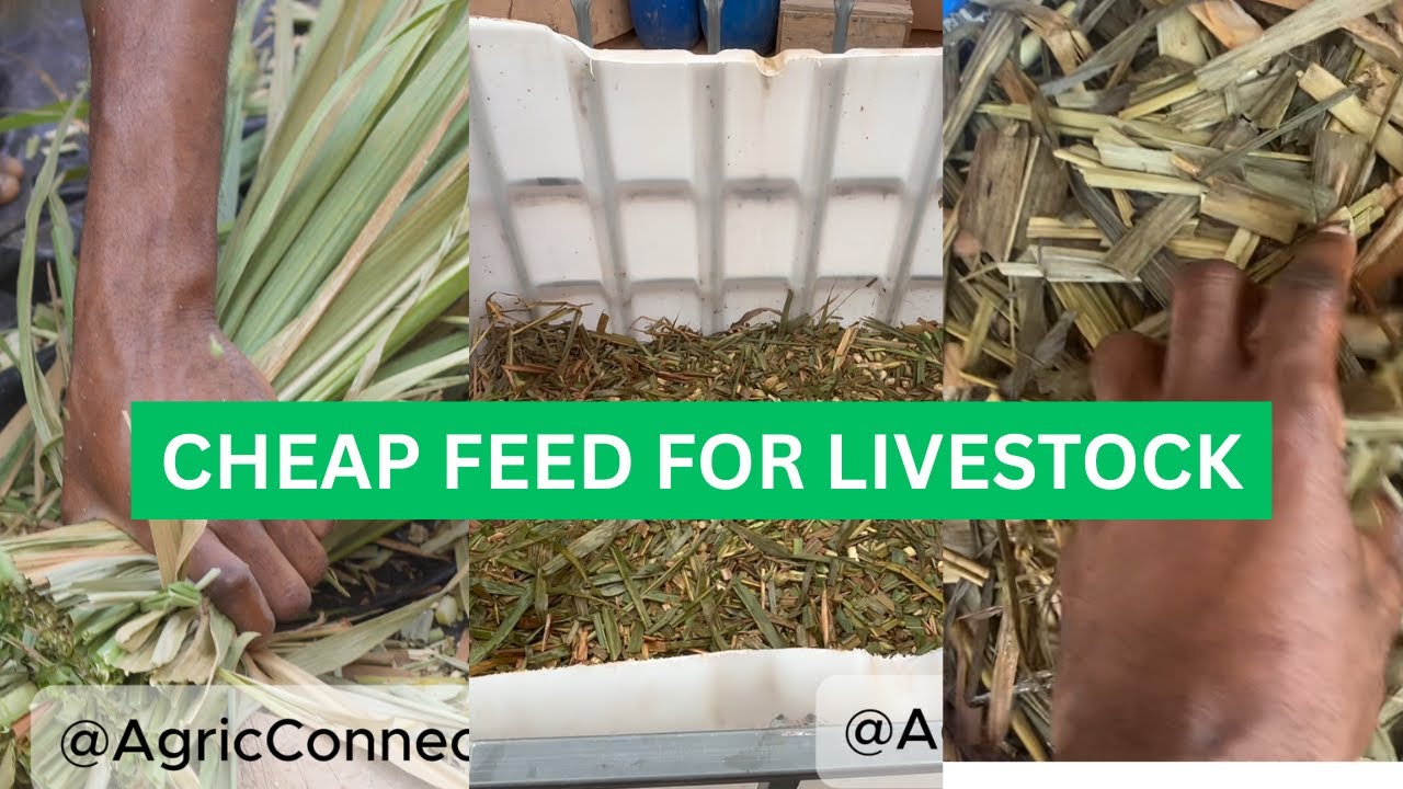 How We Prepare Nutritious Silage for Our Livestock: fast results