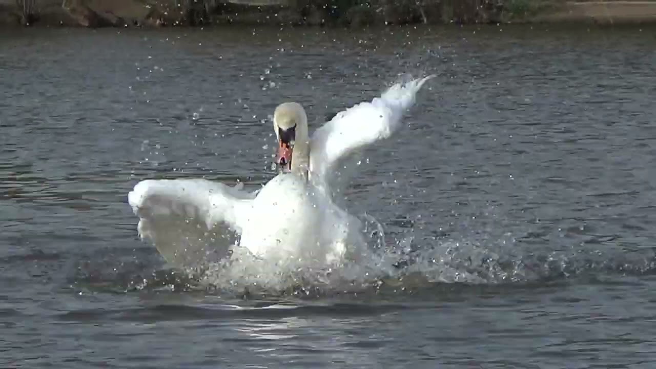 Going Crazy #muteswans #muteswan #swans #swan #cygnusolor #waterbirds #aquaticbirds #wildanimals