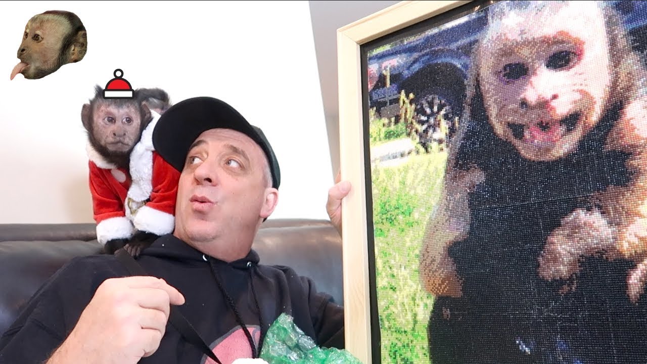 Monkeys Unbox Christmas Fan Mail!