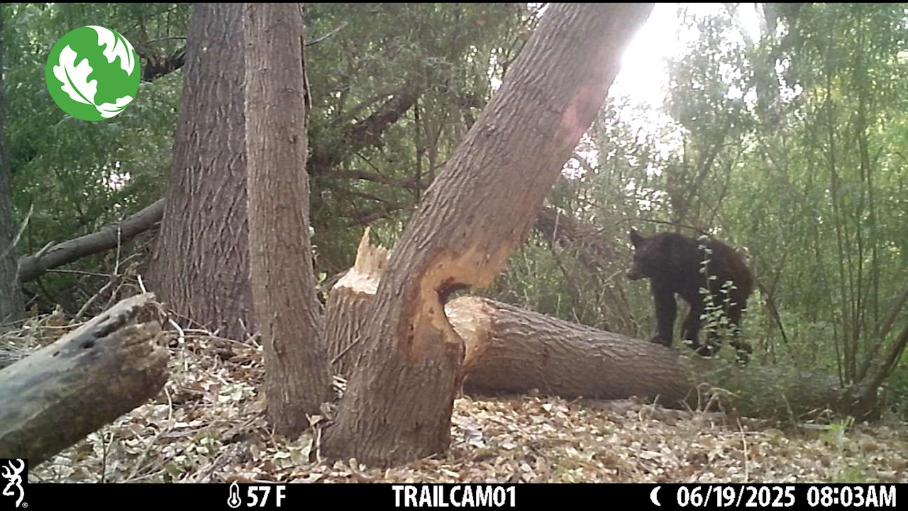 Wildlife near TNC's Gila River Preserve