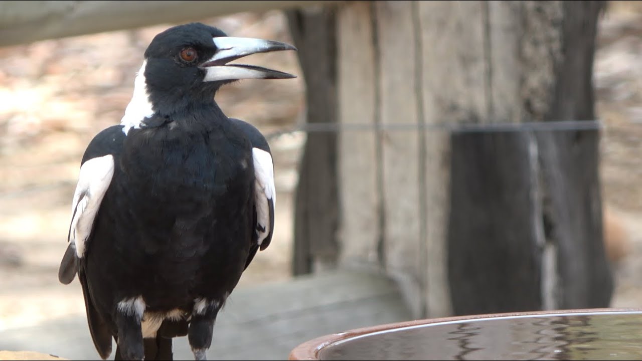 Australian Magpies coping in the Summer heat
