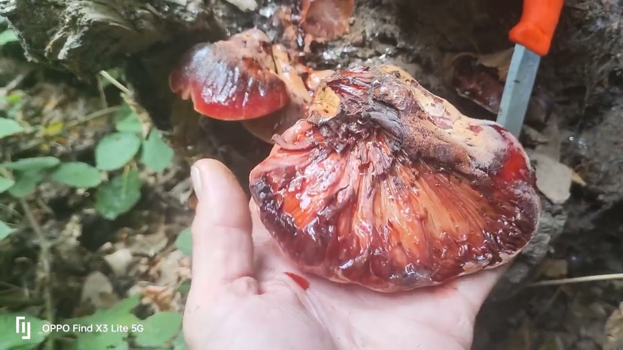 How to easily identify the edible #beefsteak #mushroom 