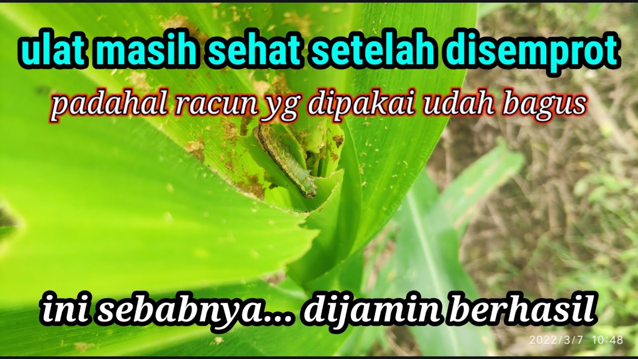 kesalahan dalam membasmi ulat jagung, mengatasi ulat di tanaman jagung
