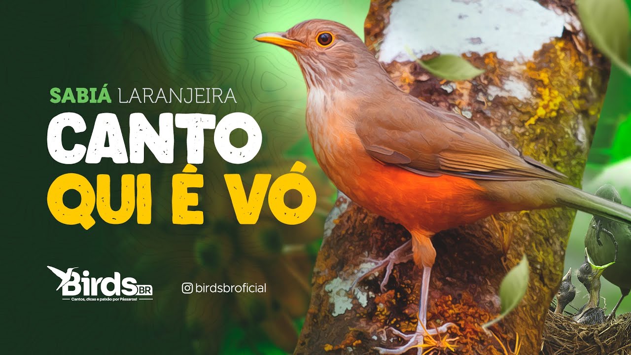 Sabiá Laranjeira 