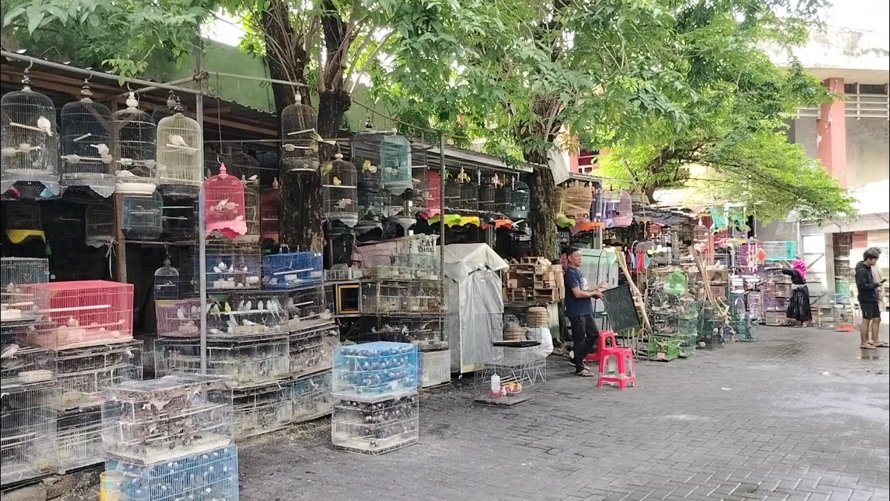 Burung lokal, Burung import hewan langka lengkap ada di PB Bratang Surabaya 