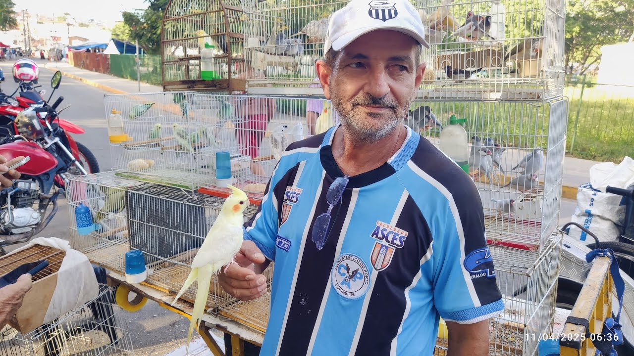 FEIRA DE PÁSSAROS EXÓTICOS DE CARUARU PE 11 04 2025 SEXTA FEIRA