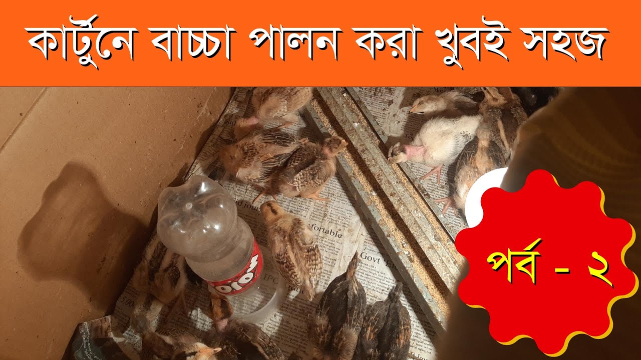 দেশি মুরগির পালন। পর্ব ২ - কার্টুনে বাচ্চা ব্রুডিং সুবিধা ও অসুবিধা। #gshopbd #farming #chicken