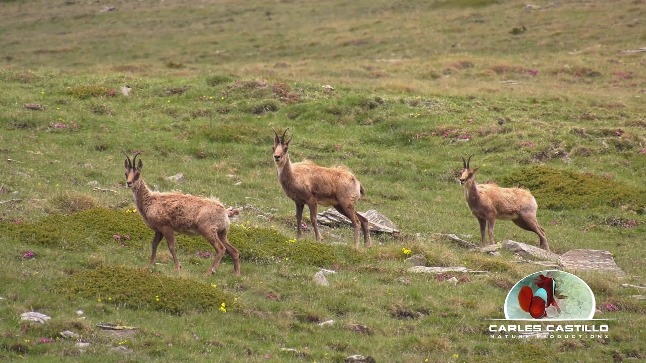 Chamois in rut season in the Spanish Pyrenees - Sarrios en celo en el Pirineo espa&ntilde;ol.