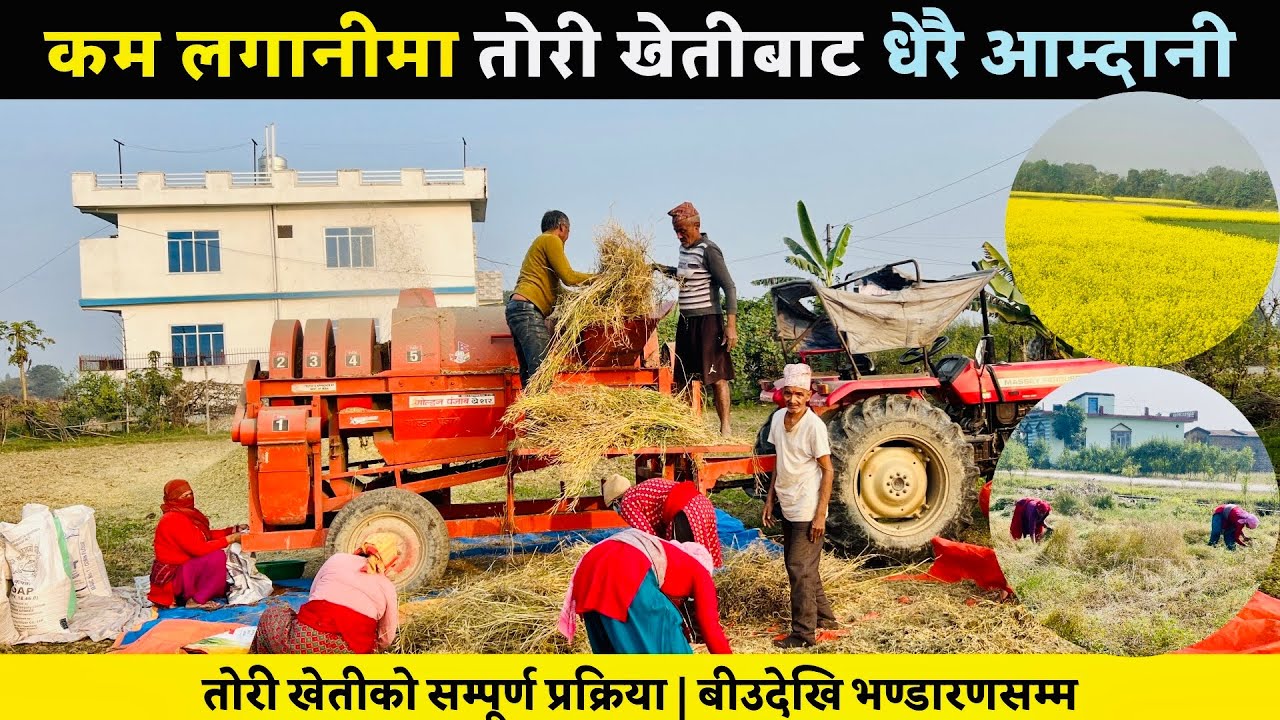 तोरी खेतीको सम्पूर्ण प्रक्रिया / बीउदेखि भण्डारणसम्म / Mustard Farming A to Z| Complete Process 2082