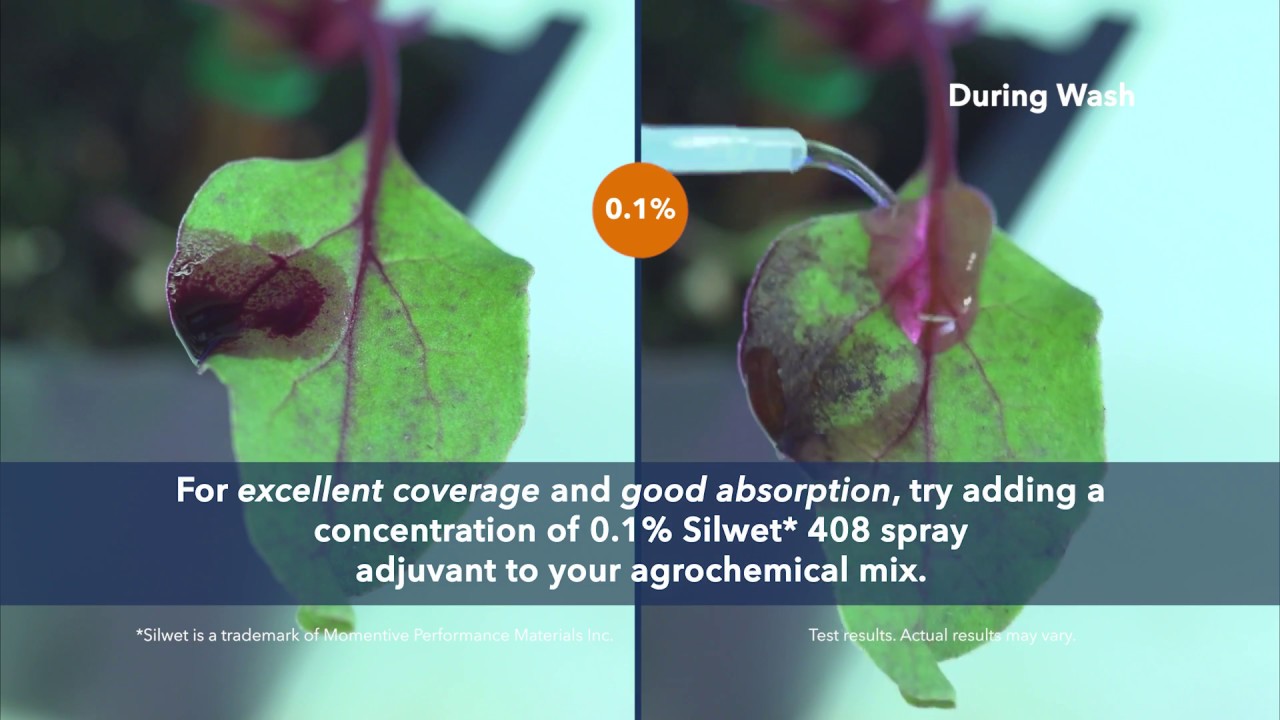 Tailor Agrochemical Coverage and Absorption with Silwet Adjuvants