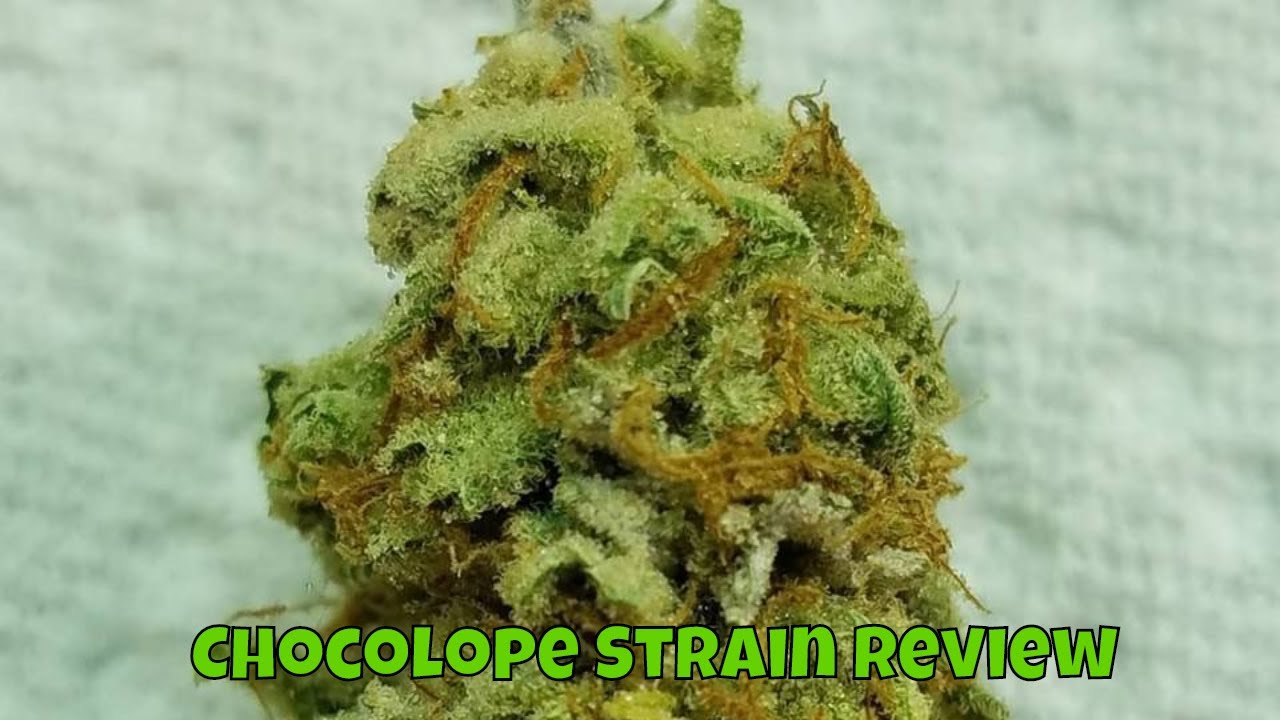 Weed Review Chocolope Strain Review