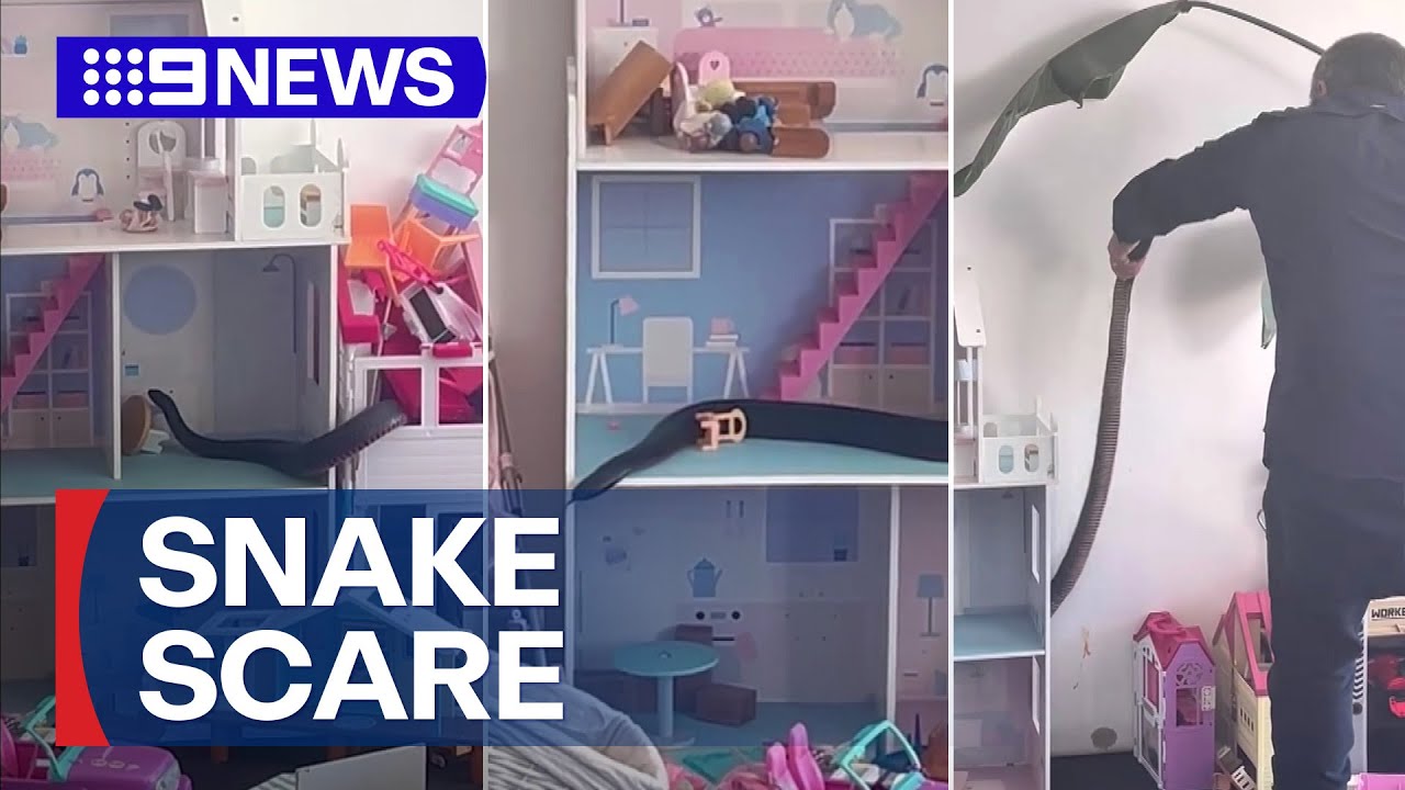 Family makes shock discovery of snake inside kids doll house | 9 News Australia
