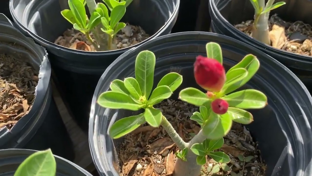 Adenium Arabicum   BONSAI
