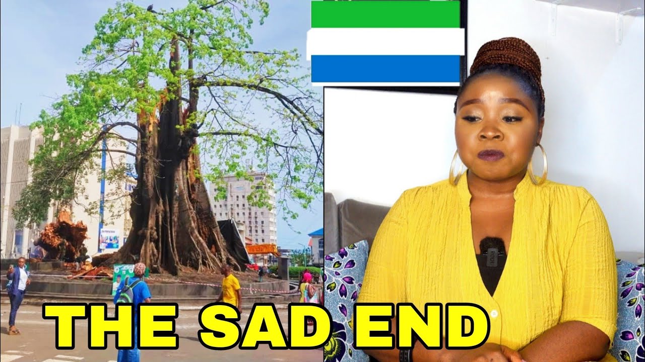 The Historic Cotton Tree Of Freetown Sierra Leone Has Fallen